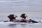 Bald eagles feeding on deer carcass