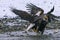 Bald Eagles Fighting continues with the mature Bald Eagle going vertical