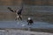 Bald Eagles Fighting Over Fish.