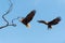 Bald Eagles in flight