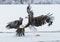 Bald Eagles (HALIAEETUS LEUCOCEPHALUS) fighting