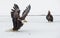 Bald Eagles (HALIAEETUS LEUCOCEPHALUS) fighting