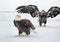 Bald Eagles (HALIAEETUS LEUCOCEPHALUS) fighting