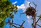 A Bald Eagles Nest at the Lemon Bay Aquatic Reserve in Cedar Point Environmental Park, Sarasota County Florida