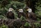 bald eagles nest in the wild nature