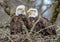 bald eagles nest in the wild nature