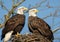 bald eagles nest in the wild nature
