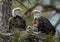 bald eagles nest in the wild nature