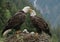 bald eagles nest in the wild nature