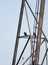 Bald Eagles perched on electrical tower at Conowingo Dam on the Susquehanna River, Maryland, USA