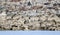 Bald Eagles perched on rocks at Conowingo Dam on the Susquehanna River, Maryland, USA