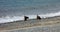 Bald eagles and seagulls in search of food as seen at low tide in alaska