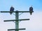 Bald eagles at the Sidney fishing pier