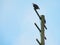 Bald eagles at the Sidney fishing pier