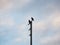 Bald eagles at the Sidney fishing pier