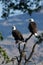 Bald Eagles sitting in a tree. (Haliaeetus leucocephalus) Oregon