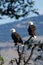 Bald Eagles sitting in a tree. (Haliaeetus leucocephalus) Oregon