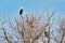 Bald Eagles watching from Tree Top