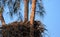 Bald eaglet Haliaeetus leucocephalus in a nest on Marco Island