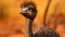 Bald Emu Bird Perched On Brown Stem - Hd Photograph