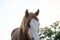 Bald face colt horse closeup