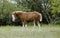 Bald face foal colt horse closeup in field