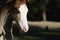 Bald face foal colt horse portrait closeup