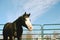 Bald face mare horse in round pen