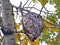 Bald Face Yellowjacket Wasp nest in Autumn tree