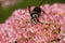 Bald-faced Hornet   804278