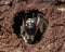 Bald-faced hornet hibernating