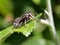 Bald-faced Hornet on a Leaf