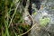 Bald-faced hornet nest