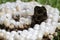 Bald-Faced hornet nest