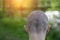 Bald female head rear view on a green background