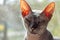 Bald gray cat breed Sphinx sits near the window close up