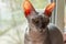 Bald gray cat breed Sphinx sits near the window close up