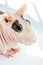 Bald guinea pig on a light background