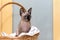 Bald hairless cat, the cat of breed the Canadian Sphynx sits in