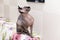 Bald hairless cat without wool sits on the back of the sofa and