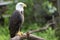 Bald headed eagle