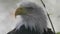 Bald Headed Eagle, close up shot with blurred background