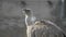 Bald Headed Eagle, close up shot with blurred background