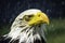 A bald headed eagle and closed eyelid with blood veins