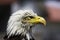 A bald headed eagle overlooking a field