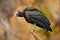 Bald Ibis Geronticus eremita, exotic bird in the nature habitat, evening sun light, during sunset, Marocco. Northern Ibis sitting