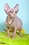 Bald kitten sphinx