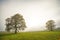 Bald lime trees in fog in autumn