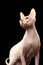 Bald Sphynx Cat. Naked cat Isolated