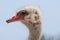 Bald Spots on the Head of an Ostrich in Aruba